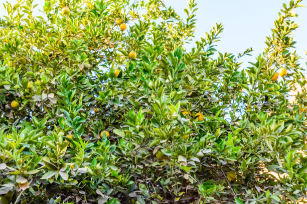 istock Mandarin tree with the ripe fruits on summer 1132354846
