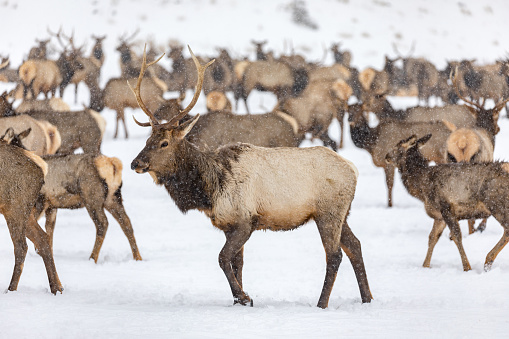 Elk gathering to feed at the Oak Creek Wildlife Area Feeding Station in Naches, WA