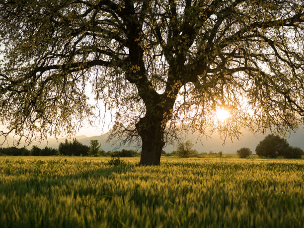istock Large Oak Tree In Wheat Field In Sunset 1132356280
