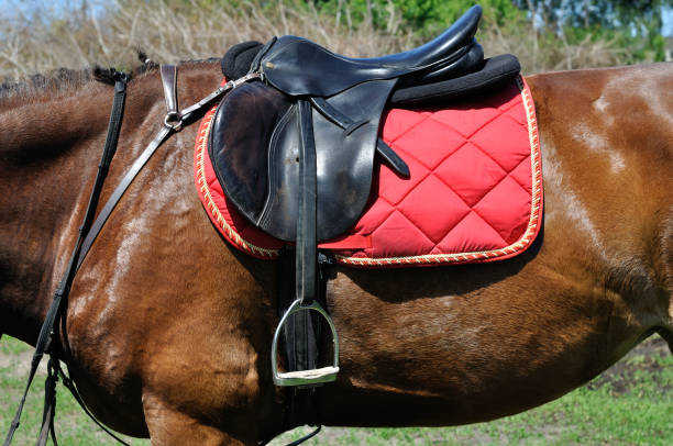 close up of a horse harness - saddle blanket imagens e fotografias de stock