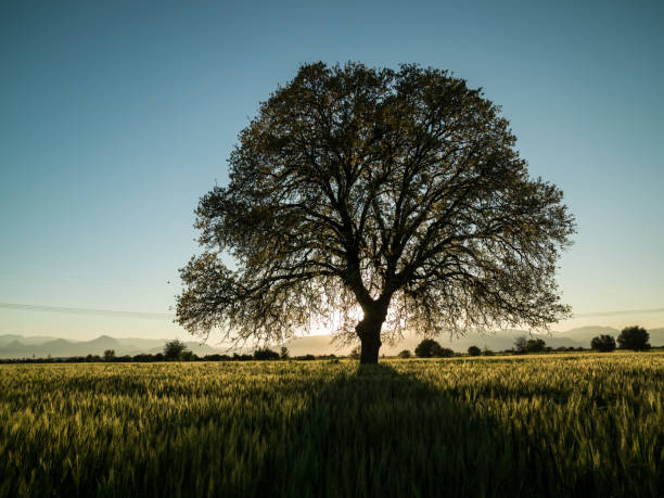 istock Large Oak Tree In Cultivated Wheat Field 1132356490