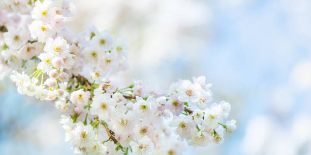 istock Beautiful nature scene with blooming cherry tree in spring 1132357302