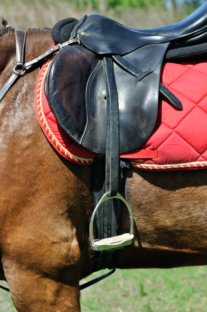 istock close up of a horse harness 1132357315