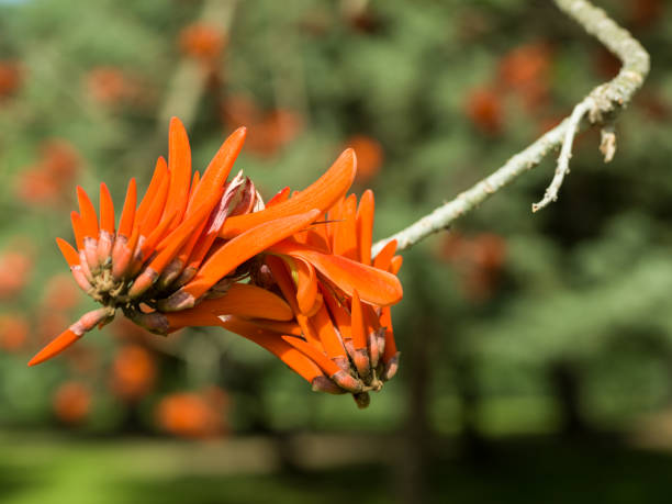 istock Coral Tree Flowers On Blurred Background 1132357453