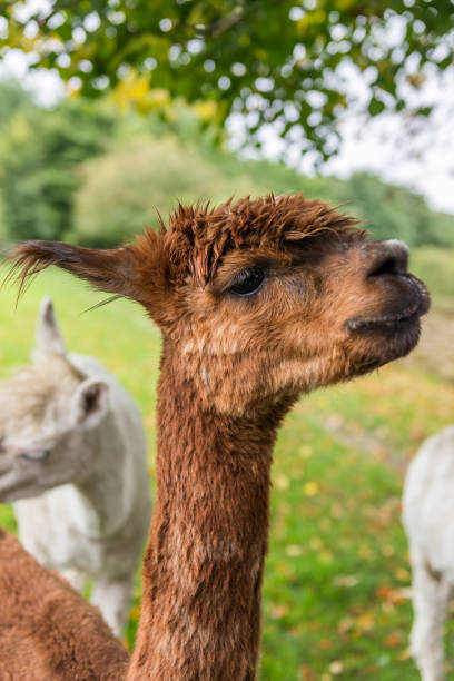 istock Cute and Sheared Lllamas in English countryside. 1132357581
