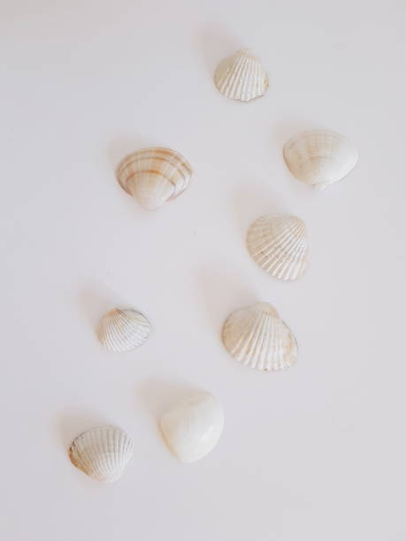 istock Sea Shells from Montenegro beach beautiful white 1132357804