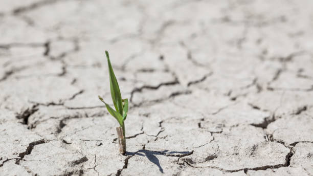 istock Small Green Plant Germinating In Dry Cracked Soil 1132357952