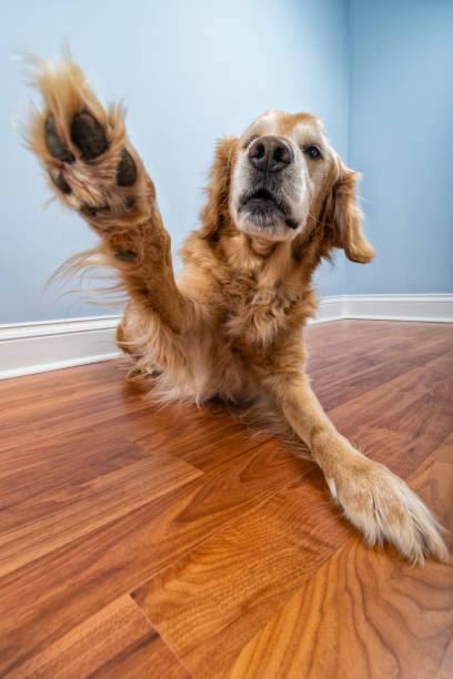 istock Senior dog giving a paw to the camera while lying down on floor 1132359021
