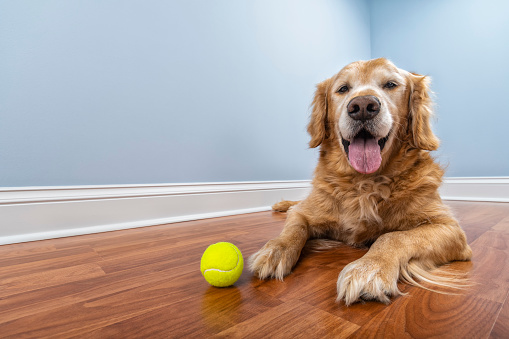 A low angle view of a senior Golden Retriever looking at the camera as he is lying down on a laminated wood floor with his yellow tennis ball inside his home