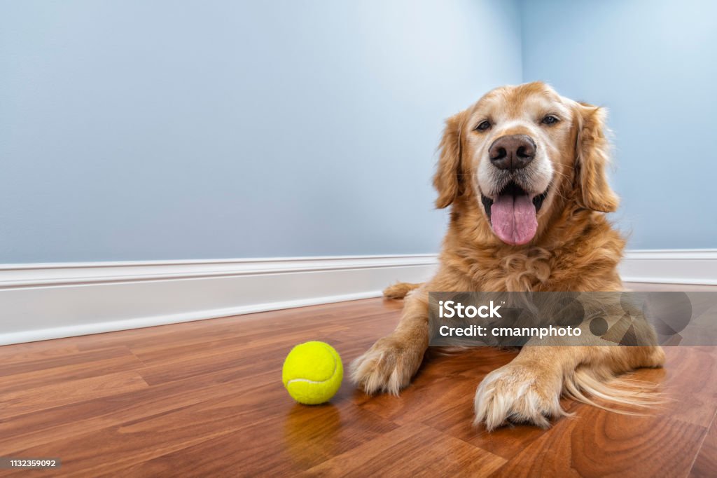 A senior dog lying down on the floor of his home with his ball A low angle view of a senior Golden Retriever looking at the camera as he is lying down on a laminated wood floor with his yellow tennis ball inside his home Dog Stock Photo