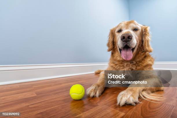 A Senior Dog Lying Down On The Floor Of His Home With His Ball Stock Photo - Download Image Now