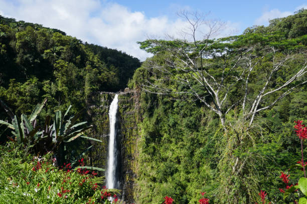 istock Akaka Falls State Park, Hawaii, USA 1132359860