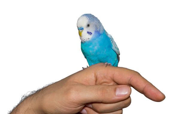 istock Parrot on hand, isolated on white background 1132359960