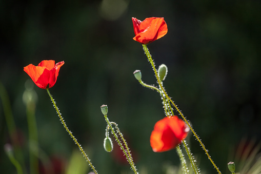 Wild red poppy flower in nature during springtime. No people are seen in frame. Shot under daylight with a full frame DSLR camera.