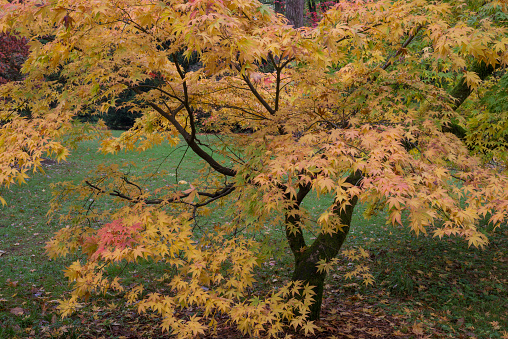 Autumn colours of Maple Tree in the fall.