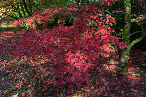 Autumn Acers in full autumn colour during the fall.