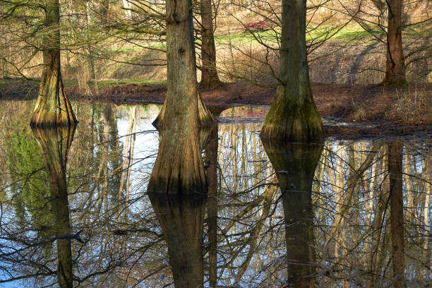 Tree roots in water Tree roots in water baumwurzel stock pictures, royalty-free photos & images