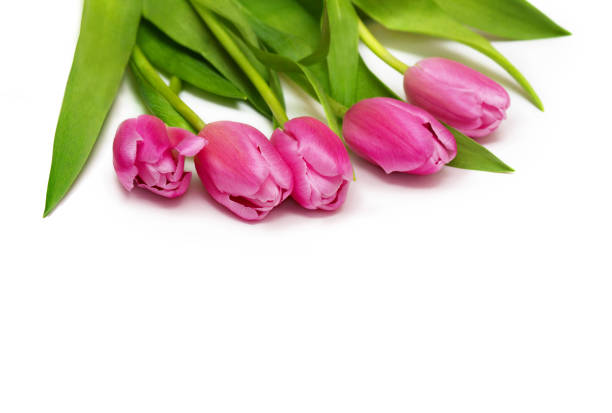 istock pink spring tulips with green leaves on white background 1132363254