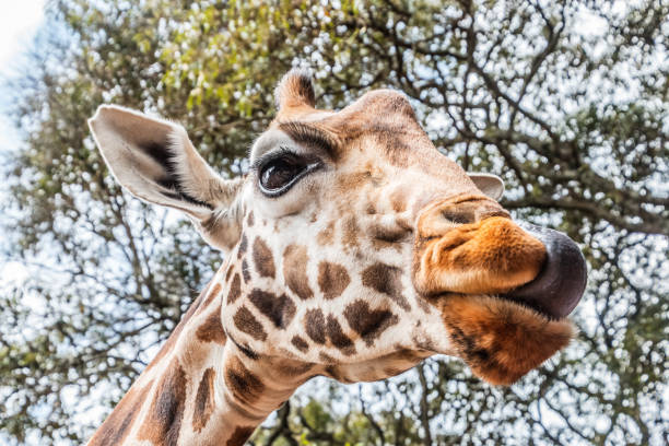 istock giraffe licking with tongue in kenya 1132364835