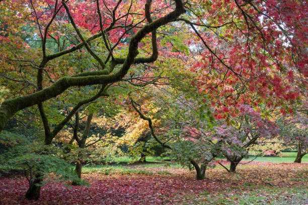 jesienne klony - maple tree autumn tree vibrant color zdjęcia i obrazy z banku zdjęć