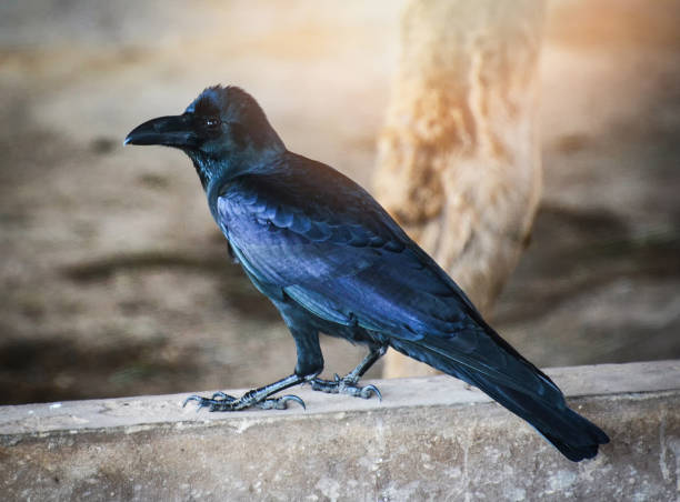 istock Bird black Carrion Crow standing on floor / Corvus corone 1132365928