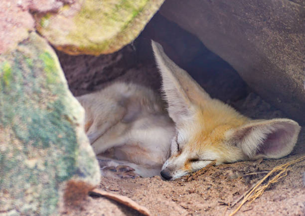 istock Fennec fox , Desert fox sleep in the stone cave 1132365939