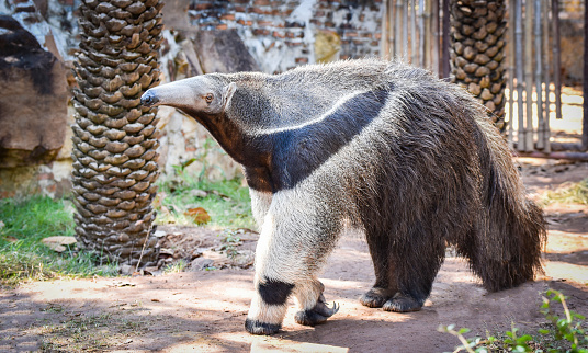 Giant anteater walking in the farm Wildlife Sanctuary / Myrmecophaga tridactyla