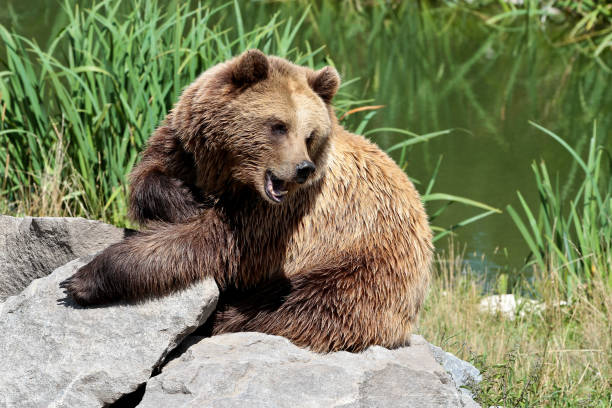 istock European brown bear, ursus arctos in a park 1132367863