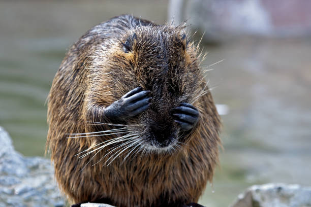 Coypu, Myocastor coypus, also known as river rat or nutria, is a large, herbivorous, semiaquatic rodent and only member of family Myocastoridae.