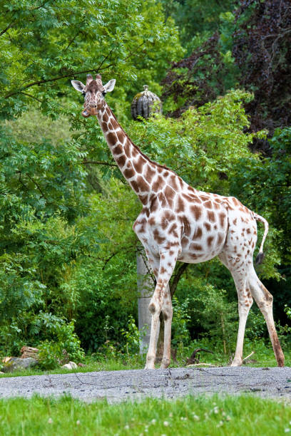 istock The giraffe, Giraffa camelopardalis is an African mammal 1132368589