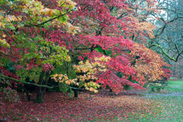 jesienne klony - maple tree tree autumn red zdjęcia i obrazy z banku zdjęć