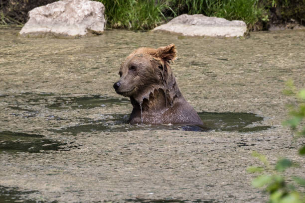 istock European brown bear, ursus arctos in a park 1132369050