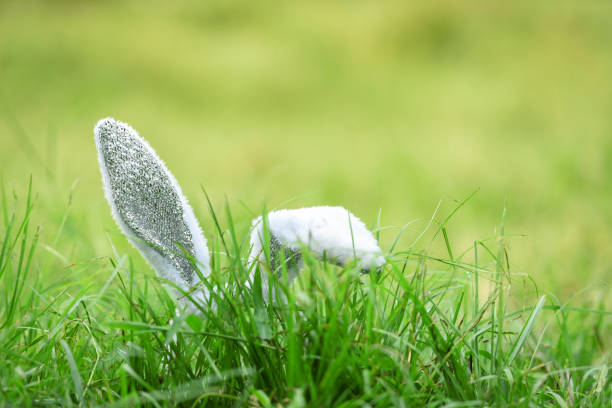 Easter bunny on green grass outdoor / Ear rabbit on field spring meadow