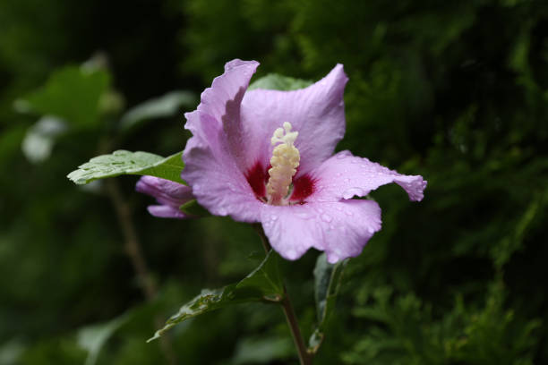 A flower on a rainy day