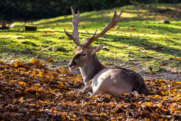 istock The fallow deer, Dama dama is a ruminant mammal 1132369264