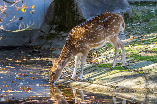istock Muntjacs, also known as barking deer and Mastreani deer 1132370178