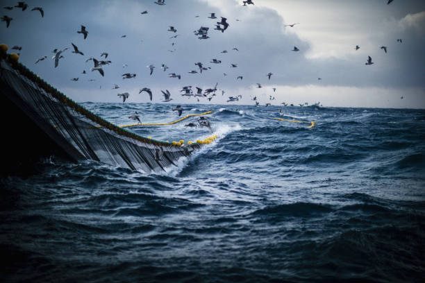 navire de bateau de poisson pêchant dans une mer agitée - trawler photos et images de collection