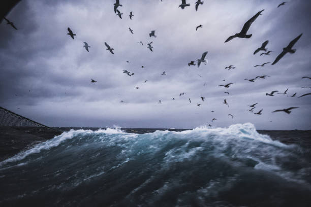 istock Out in a rough sea 1132370451