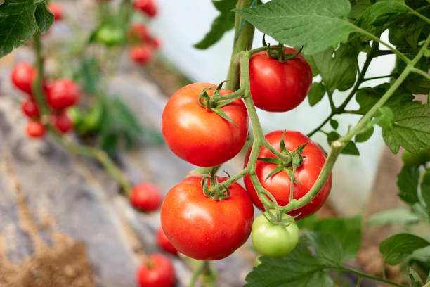 istock Ripe tomato plant growing in greenhouse. 1132371179