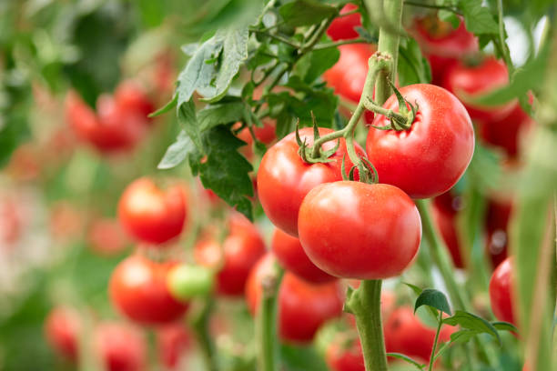 three ripe tomatoes on green branch. - cultivated land fotos imagens e fotografias de stock