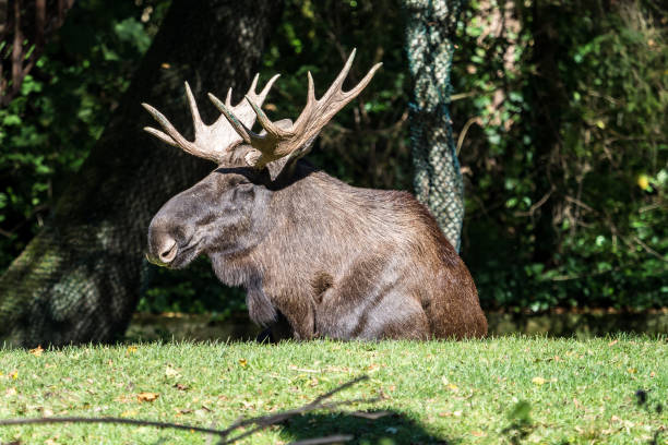 European Moose, Alces alces, also known as the elk. Wild life animal.