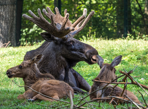 European Moose, Alces alces, also known as the elk. Wild life animal.