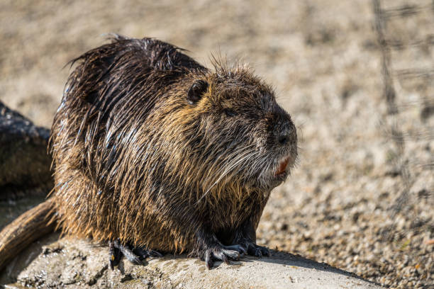 istock Coypu, Myocastor coypus, also known as river rat or nutria 1132371669