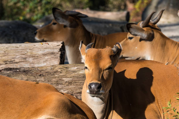 istock Banteng, Bos javanicus or Red Bull is a type of wild cattle. 1132371745