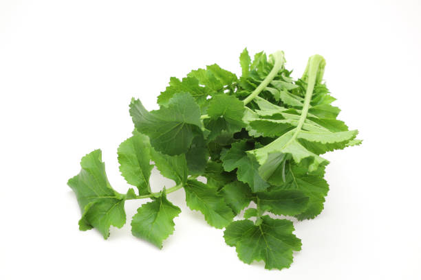 istock Japanese radish leaves in a white background 1132371747
