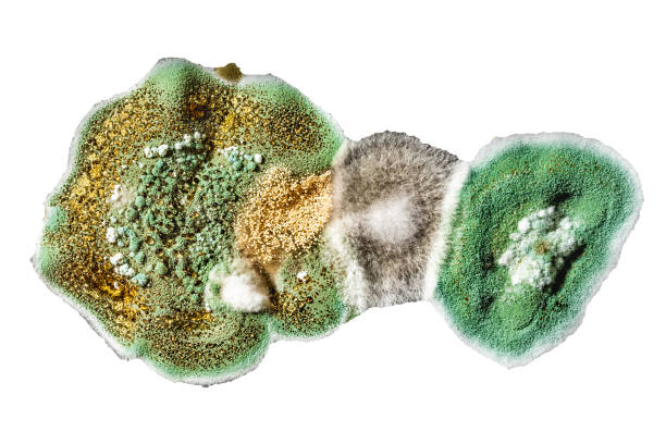 食品中のカビの開発、白い背景に緑のカビ、微生物学のマクロの抽象的な背景 - spore ストックフォトと画像
