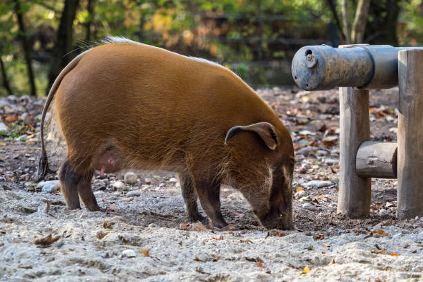 istock Red river hog, Potamochoerus porcus, also known as the bush pig. 1132372520