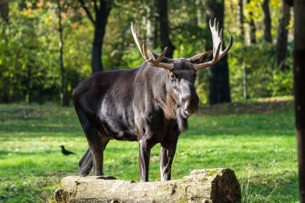 European Moose, Alces alces, also known as the elk. Wild life animal.