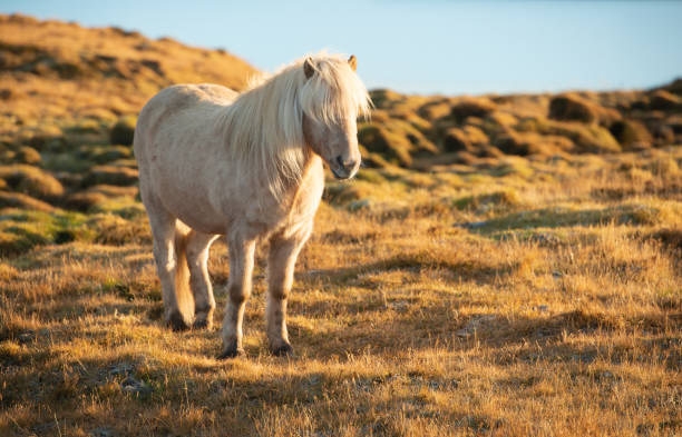 istock White Icelandic Pony Standing in Rural Snaefellsnes Field 1132372883