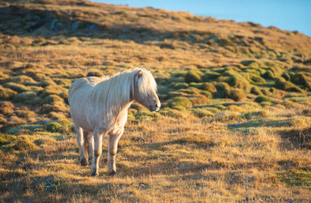 istock White Icelandic Pony Standing in Rural Snaefellsnes Field 1132372969